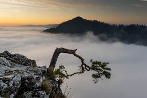 sosna na Sokolicy po zniszczeniu