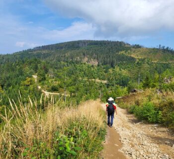 Szlak na Radziejową. Którą trasę na najwyższy szczyt Beskidu Sądeckiego wybrać?
